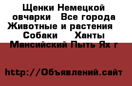 Щенки Немецкой овчарки - Все города Животные и растения » Собаки   . Ханты-Мансийский,Пыть-Ях г.